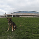 Illustration for article titled The Dogs Of Sochi